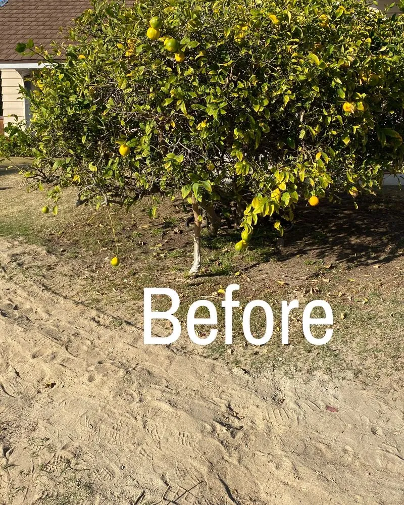 Reliable yard cleanup service experts serving Escondido, CA - Santiago's landscape and tree service