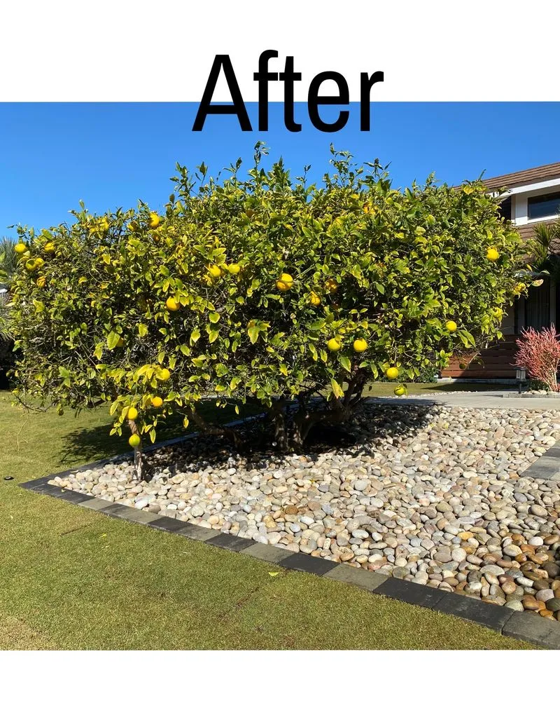 Trusted landscape design in Escondido, CA by Santiago's landscape and tree service