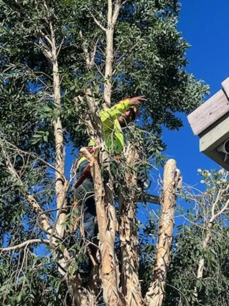 Expert lawn mowing service with custom design across Riverside, CA - Santiagos Landscape