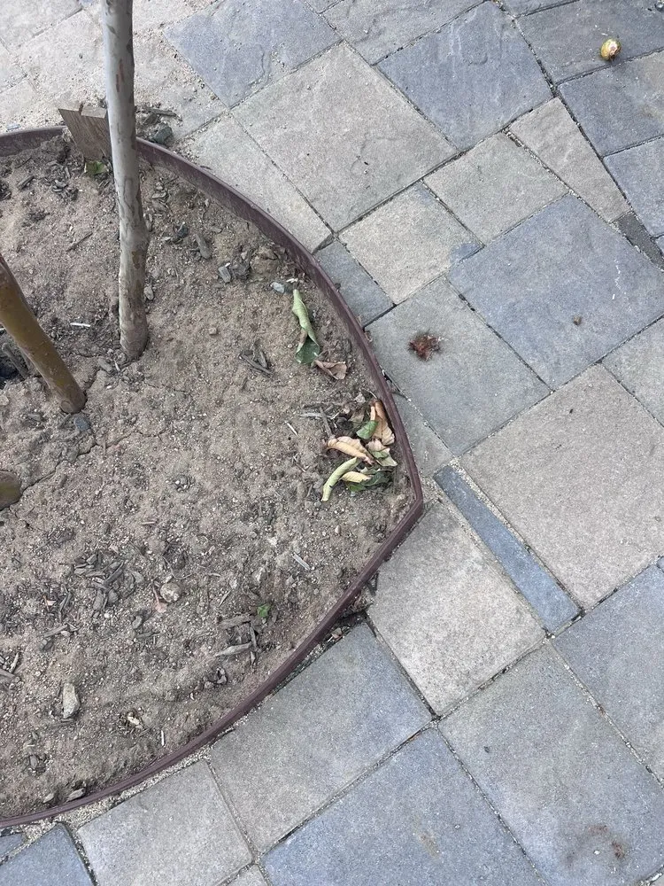 Top-rated yard maintenance for residential properties in Riverside, CA by Santiagos Landscape