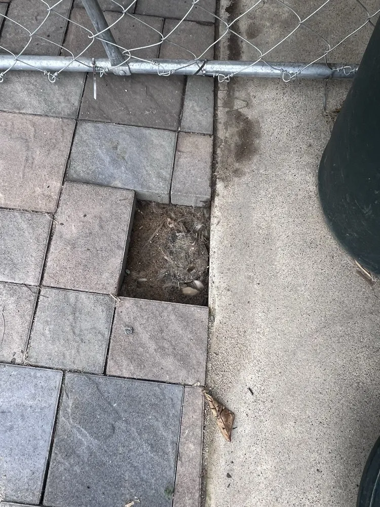 Professional yard maintenance in Riverside, CA by Santiagos Landscape