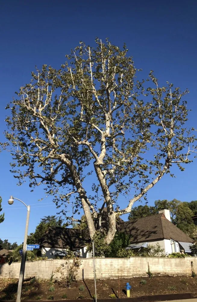 Local landscaping services in Altadena, CA by Santiago’s Landscape Services