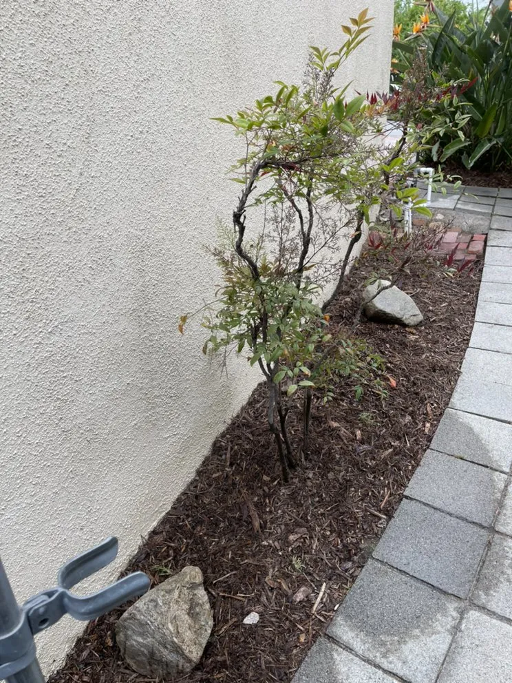 Professional lawn care service experts serving Altadena, CA - Santiago’s Landscape Services