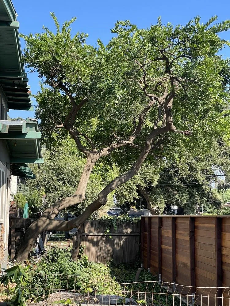 Reliable lawn care service in Altadena, CA by Santiago’s Landscape Services