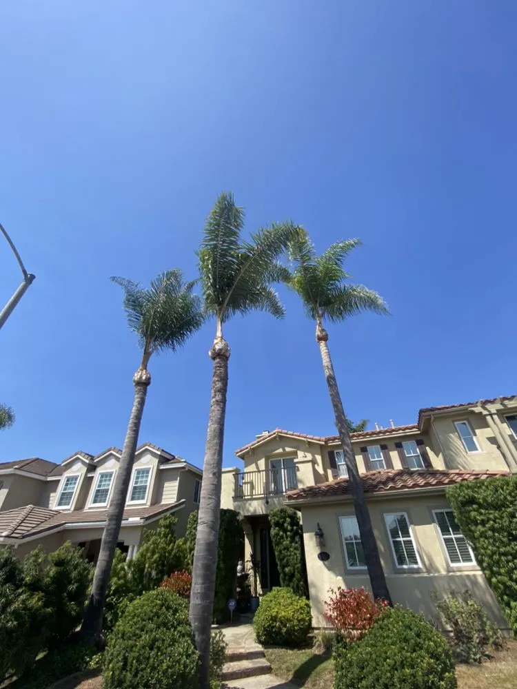 Top-rated landscaping services in Escondido, CA - Santiago's Lawncare and Tree Seervice