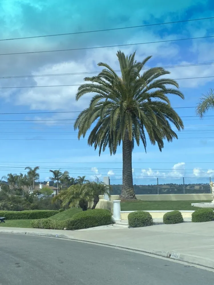 Top-rated lawn mowing service in Escondido, CA by Santiago's Lawncare and Tree Seervice