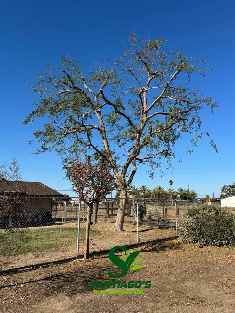 Reliable yard cleanup service experts serving Fresno, CA - Santiago’s tree service