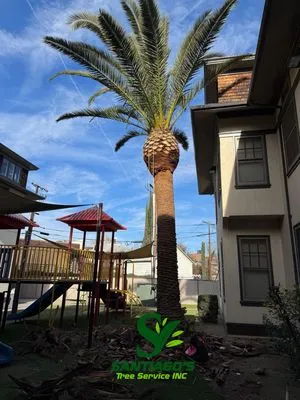 Santiago’s tree service Logo