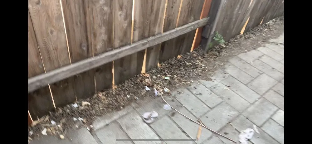 Trusted lawn care service for homes in Stockton, CA by Santibañez Lanscaping