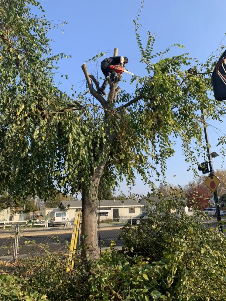 Trusted landscape installation experts serving Stockton, CA - Santibañez Lanscaping