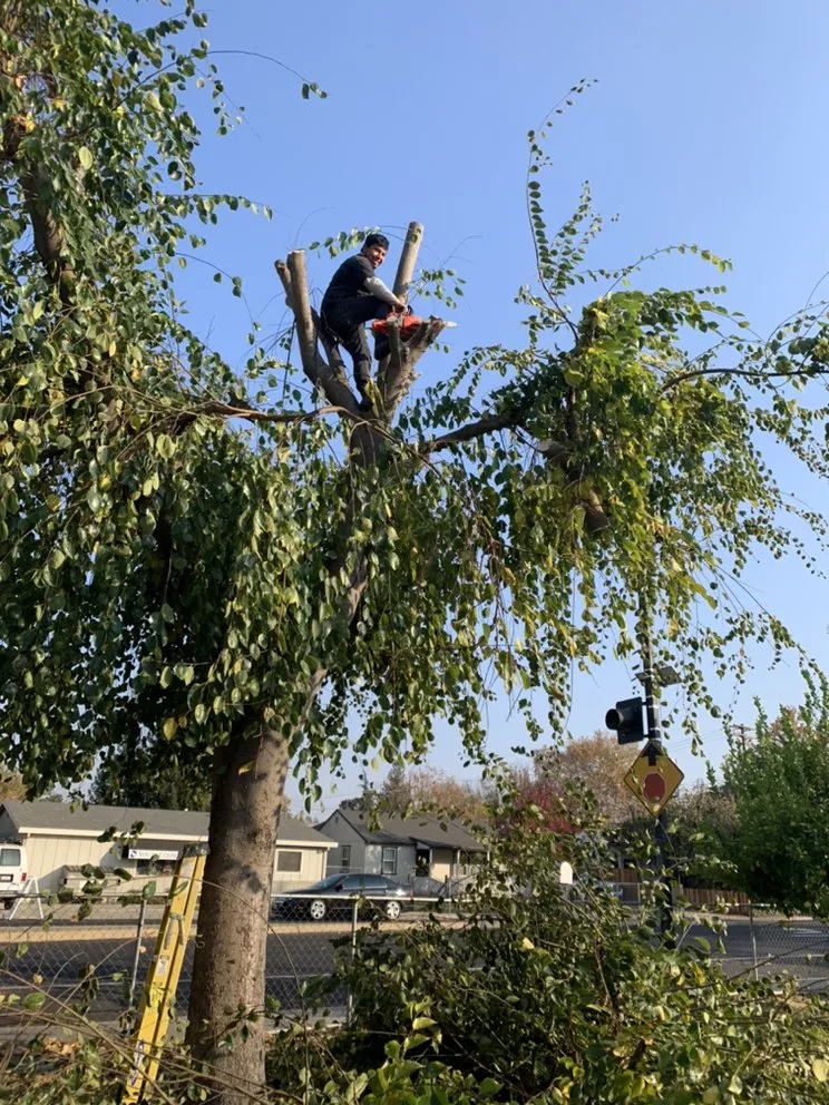 Reliable lawn care service in Stockton, CA by Santibañez Lanscaping