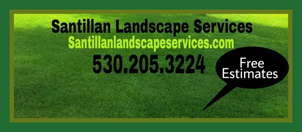 Trusted yard cleanup service in Pollock Pines, CA by Santillan Landscape Services