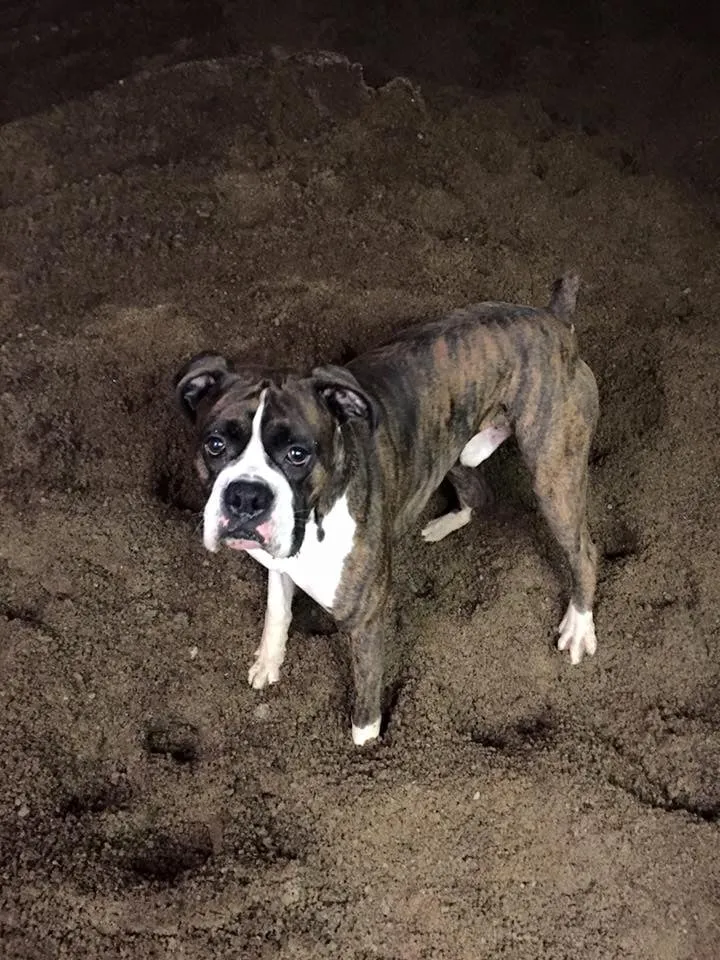 Custom yard cleanup service for year-round maintenance across Marlboro, NY - Santini's Landscape