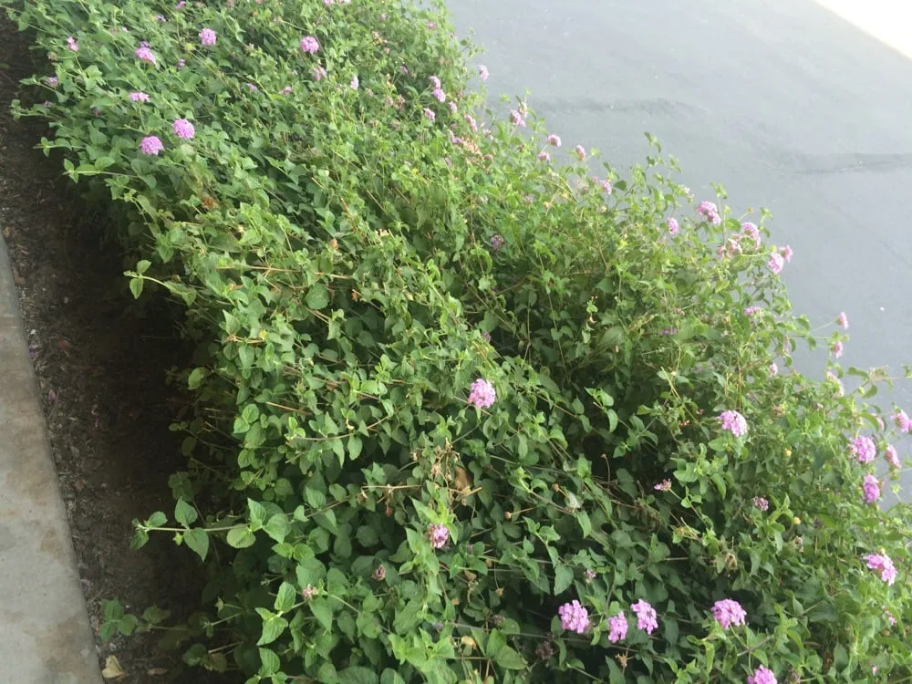 Reliable yard maintenance in Roseville, CA - Santo Tomas Landscape