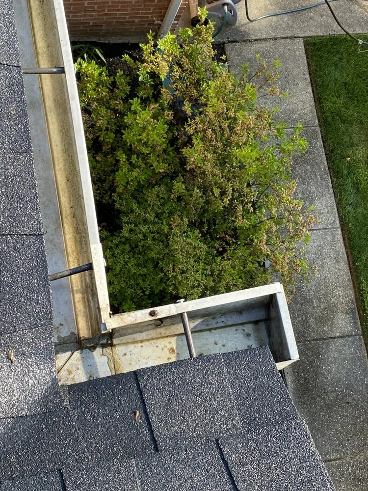 Reliable yard maintenance in Bowie, MD by Santos and Son