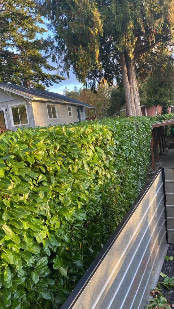 Professional yard maintenance for outdoor upgrades across Bremerton, WA - Santos Carrillo Landscaping