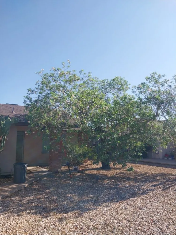 Professional landscape installation in Phoenix, AZ - Santos General Landscaping