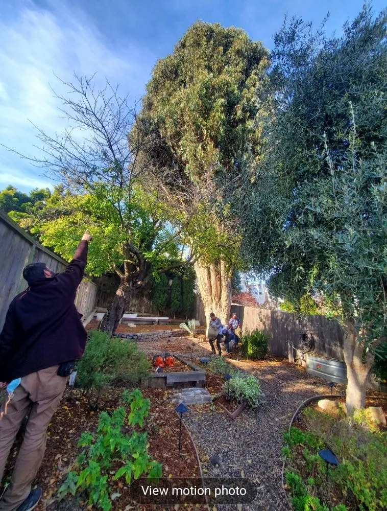 Trusted residential landscaping near you in San Francisco, CA by Santos Hauling