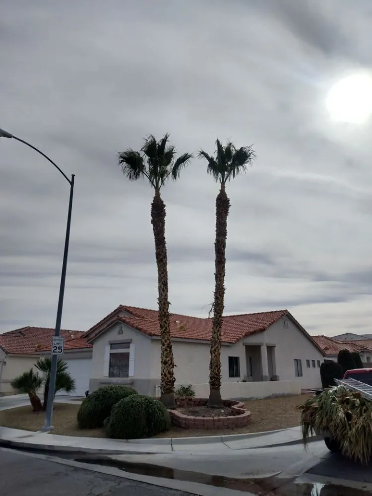 Top-rated yard cleanup service in North Las Vegas, NV by Santos Landscape