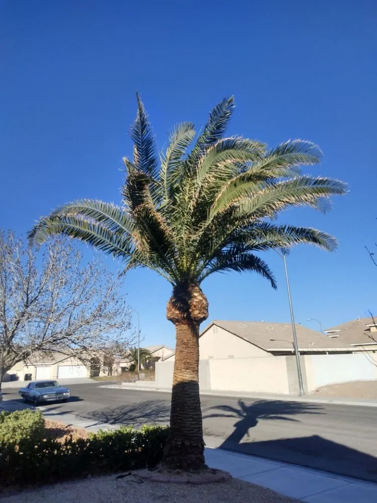 Professional yard cleanup service in North Las Vegas, NV - Santos Landscape