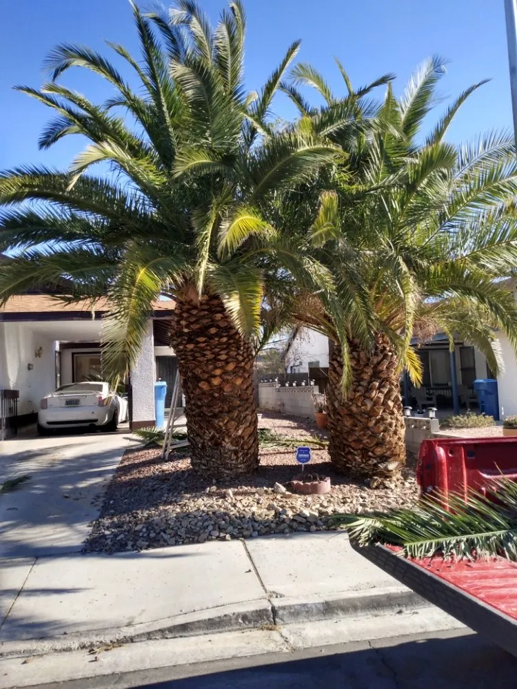 Custom lawn mowing service experts serving North Las Vegas, NV - Santos Landscape