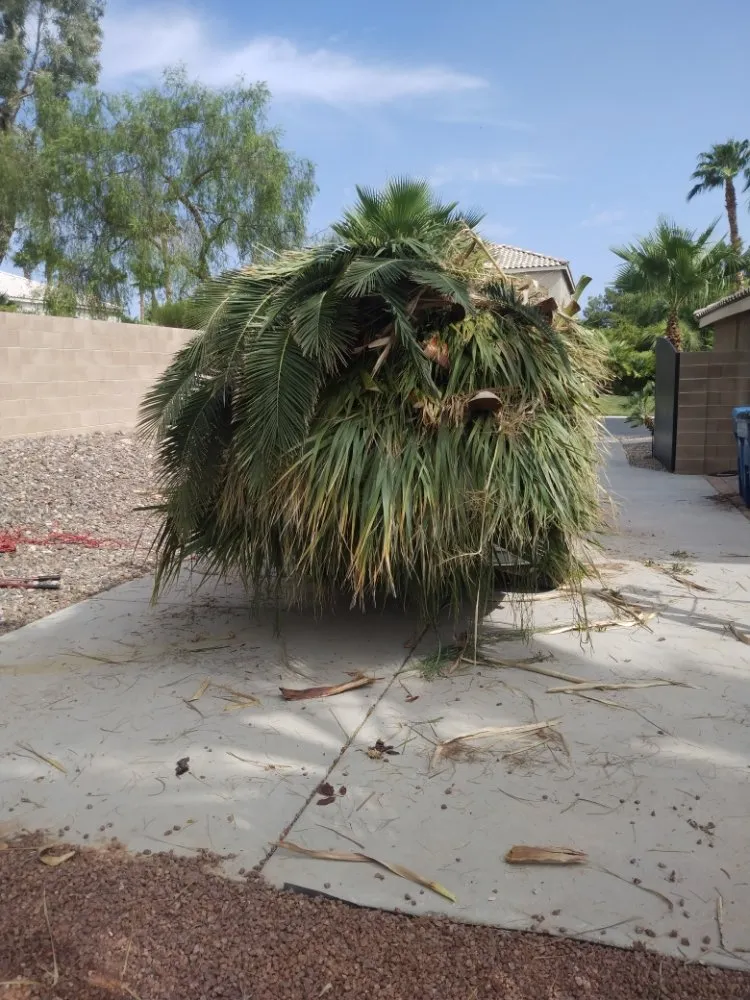 Custom landscape installation near you across North Las Vegas, NV - Santos Landscape