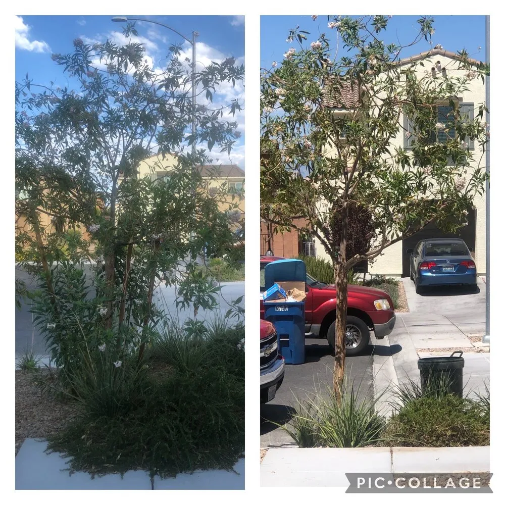 Expert yard cleanup service for residential properties in North Las Vegas, NV by Santos Landscape