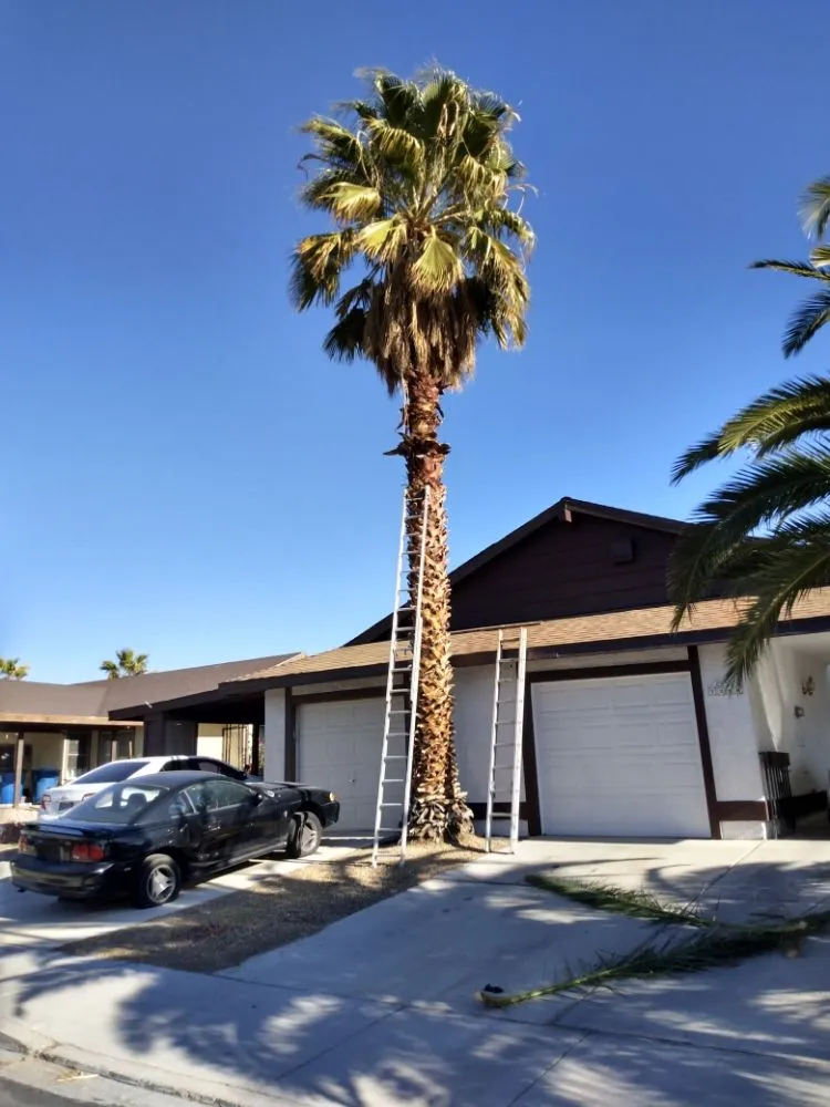 Reliable landscaping services in North Las Vegas, NV - Santos Landscape