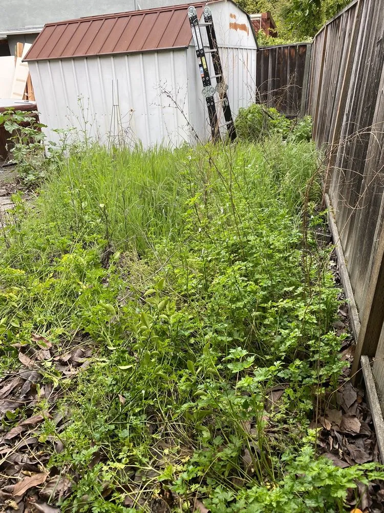 Reliable lawn care service for homes in San Mateo, CA by Santos landscaping & Hauling