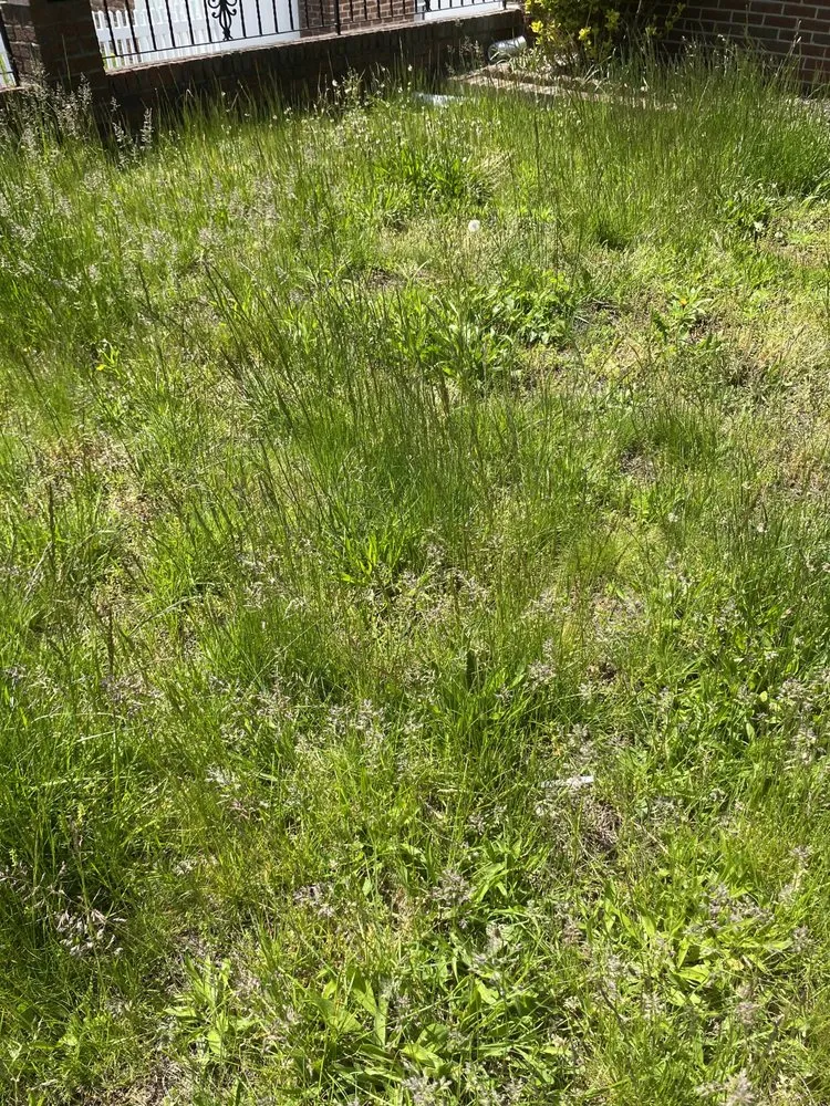 Expert lawn care service in Boston, MA - Santos Landscaping