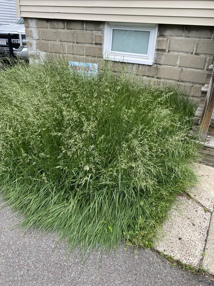 Expert lawn care service for year-round maintenance in Boston, MA by Santos Landscaping