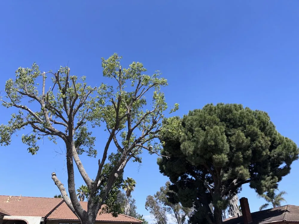 Top-rated outdoor landscaping in Riverside, CA by Santos Landscaping Services