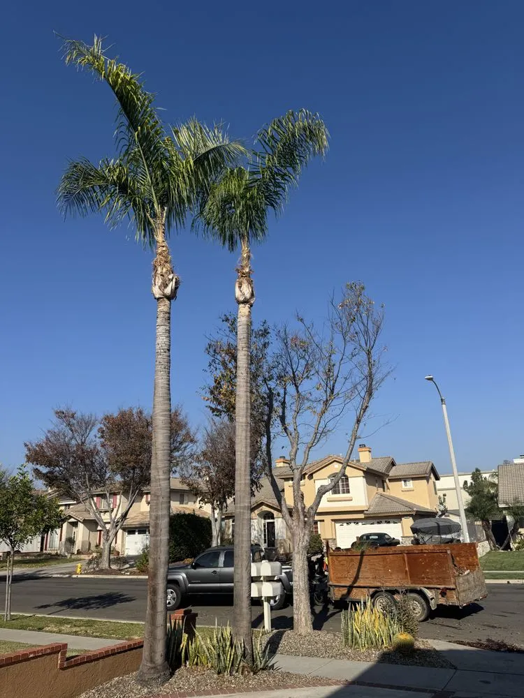 Trusted yard maintenance in Riverside, CA - Santos Landscaping Services