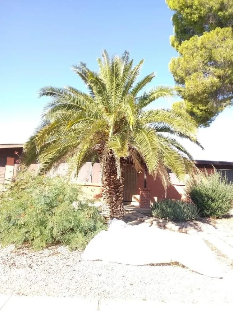 Trusted lawn care service for outdoor upgrades in Tucson, AZ by Santos Landscaping