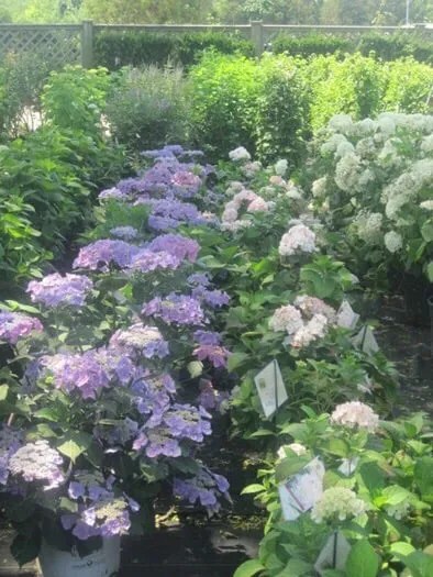 Top-rated lawn mowing service near you in Westhampton Beach, NY by Santos Landscaping