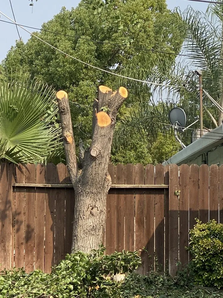 Professional lawn mowing service near you in Sacramento, CA by Santos Lawn Care