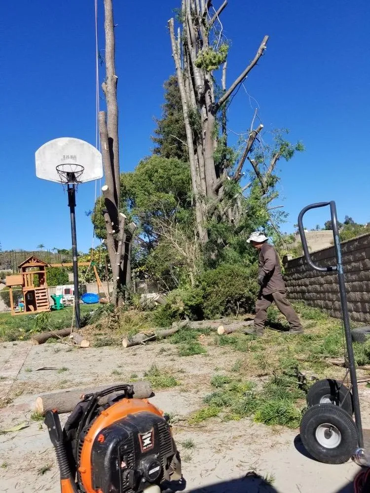 Expert yard maintenance in La Puente, CA by Santos Tree Service