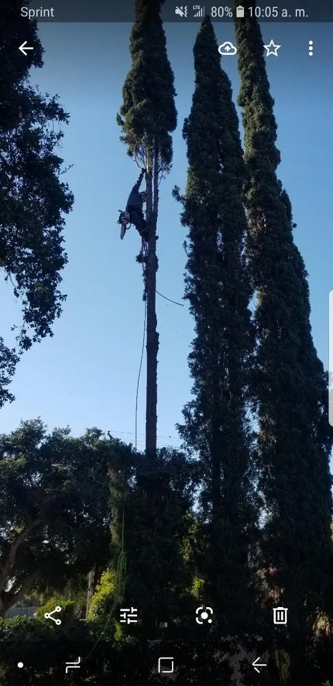 Reliable outdoor landscaping for beautiful yards in La Puente, CA by Santos Tree Service