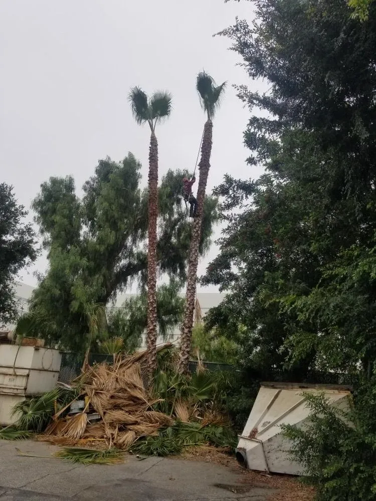 Trusted yard cleanup service for beautiful yards across La Puente, CA - Santos Tree Service