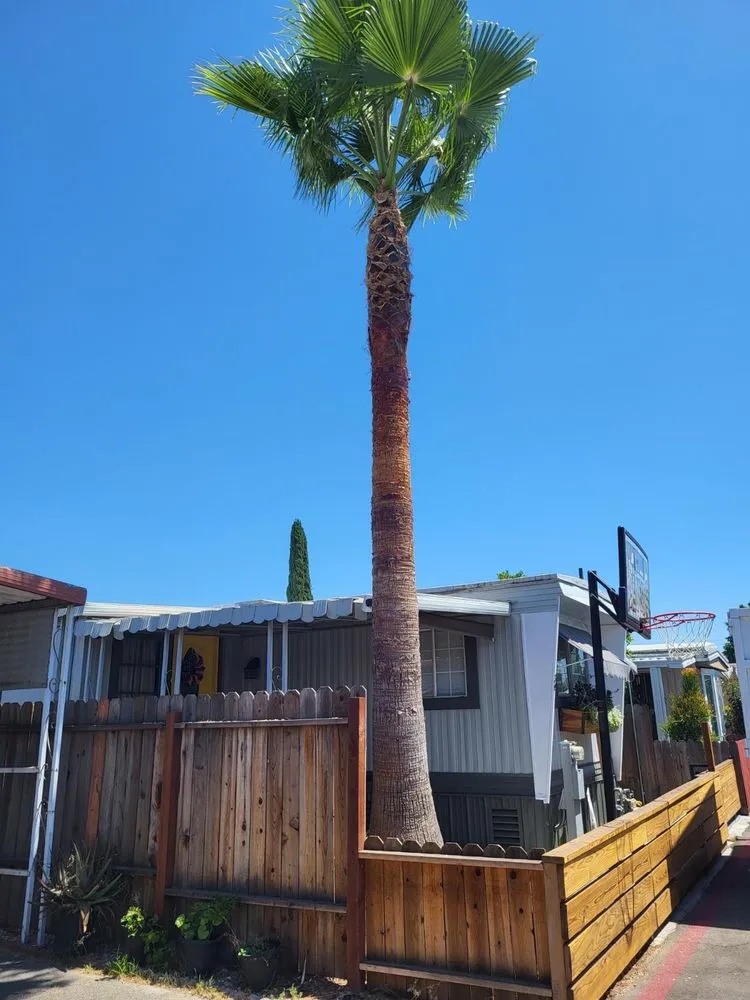 Custom residential landscaping for year-round maintenance in La Puente, CA by Santos Tree Service