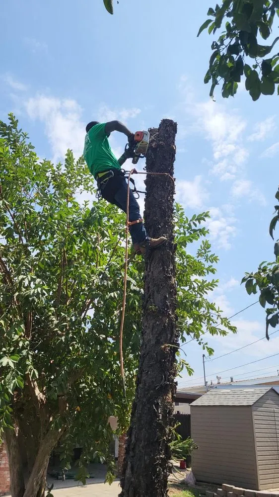 Affordable landscaping services in La Puente, CA - Santos Tree Service