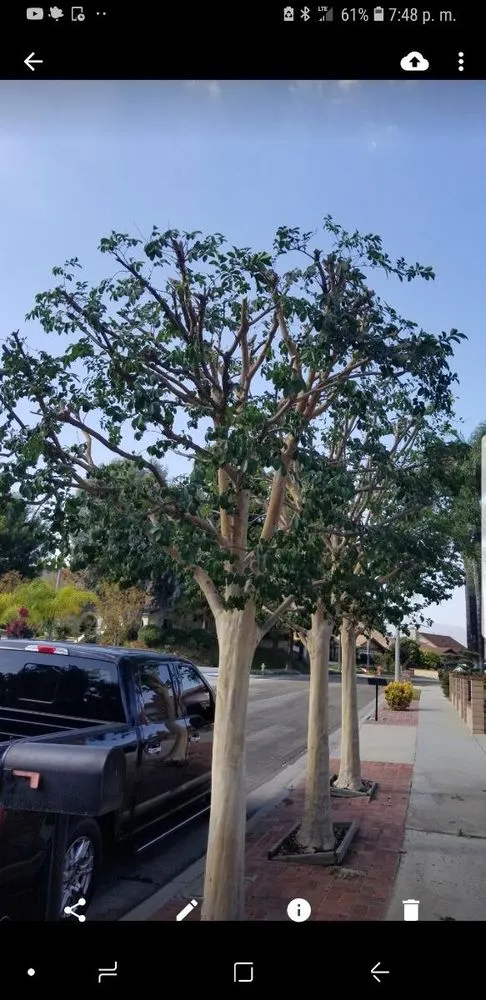 Custom landscape installation for residential properties across La Puente, CA - Santos Tree Service