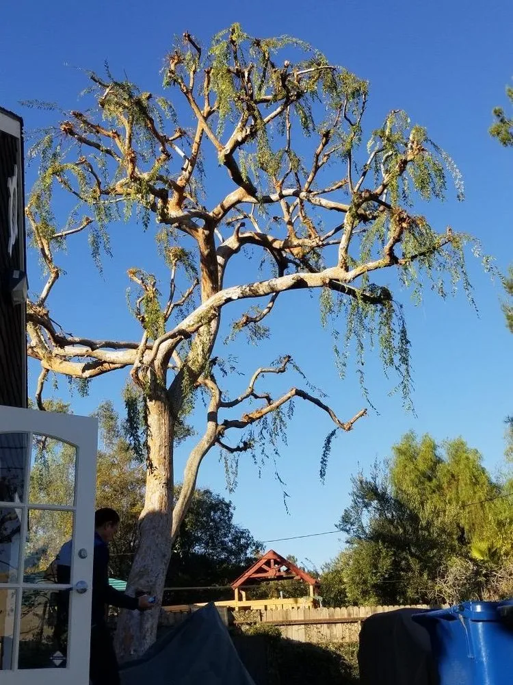 Affordable landscape installation in La Puente, CA by Santos Tree Service