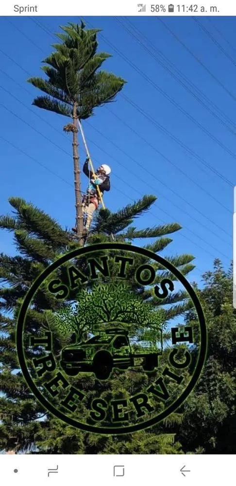 Expert outdoor landscaping experts serving La Puente, CA - Santos Tree Service