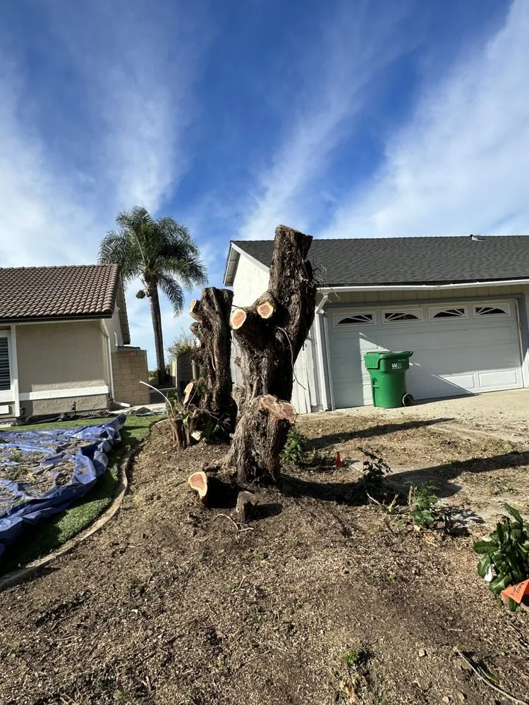 Expert landscaping services near you in Pomona, CA by Santos Tree Service