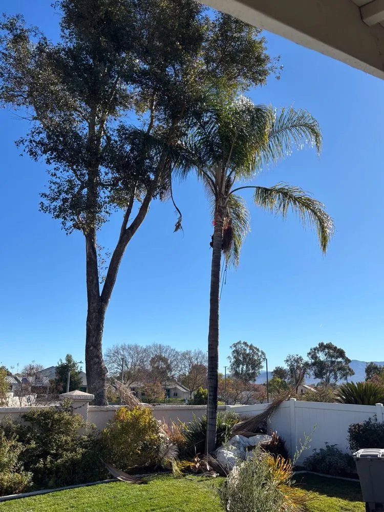 Expert outdoor landscaping in Pomona, CA by Santos Tree Service