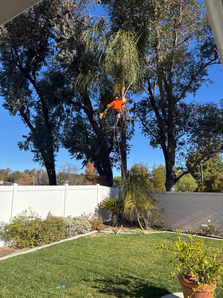 Professional landscape design in Pomona, CA by Santos Tree Service