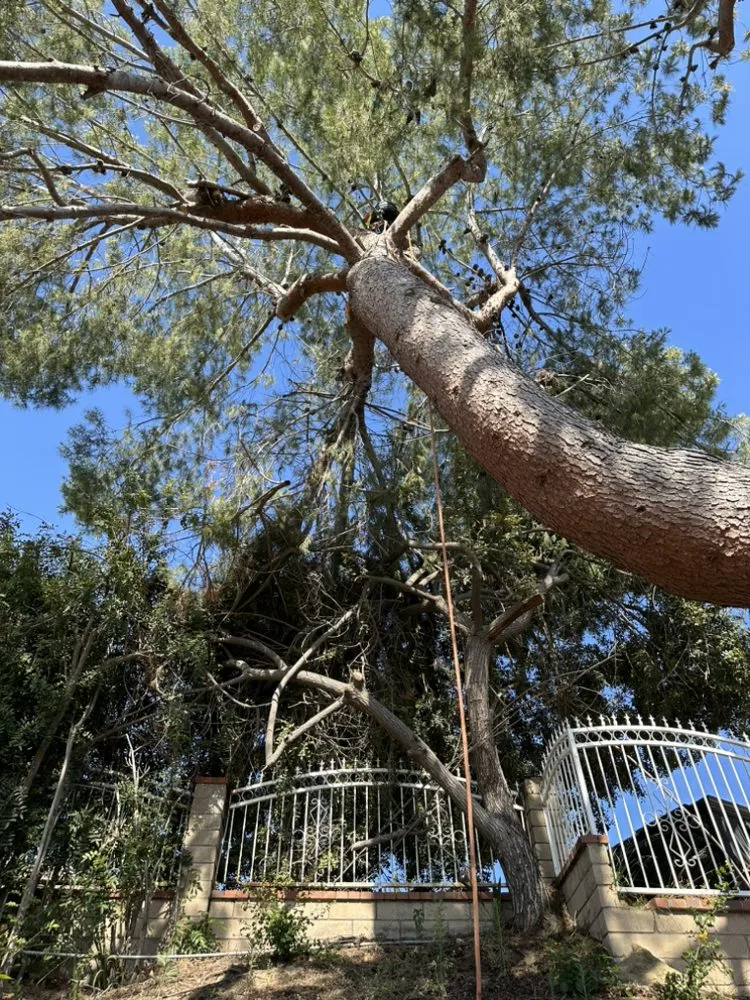 Trusted residential landscaping experts serving Pomona, CA - Santos Tree Service