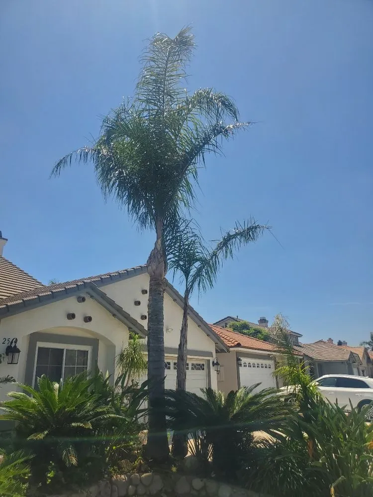 Trusted lawn mowing service in San Bernardino, CA by Santoyo Lawn Care