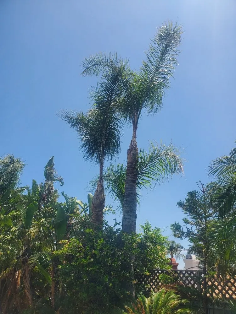 Professional lawn mowing service in San Bernardino, CA by Santoyo Lawn Care